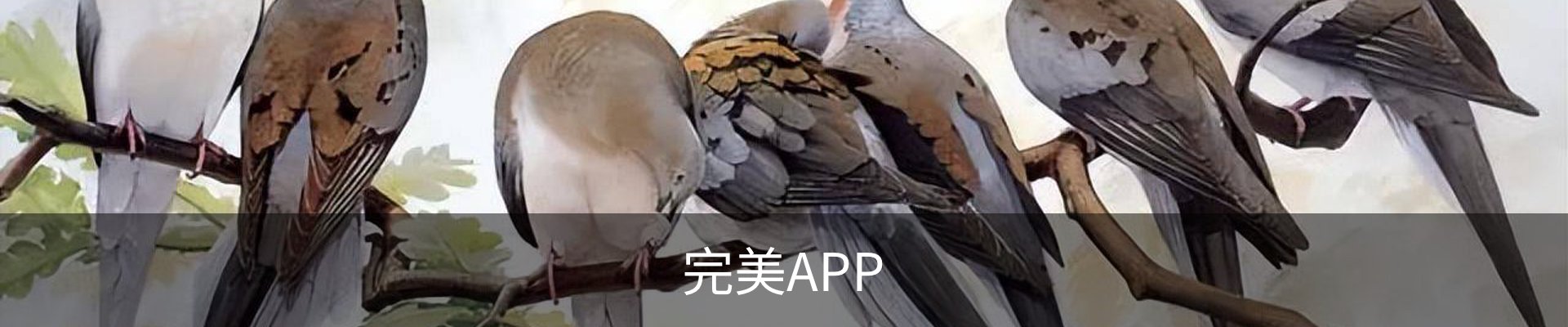 完美APP